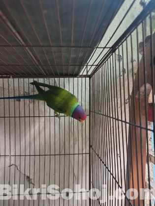 Indian ringneck tiya male